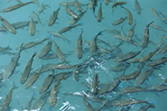 School of fish in ocean fish farm
