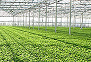 Greenhouse Growing 